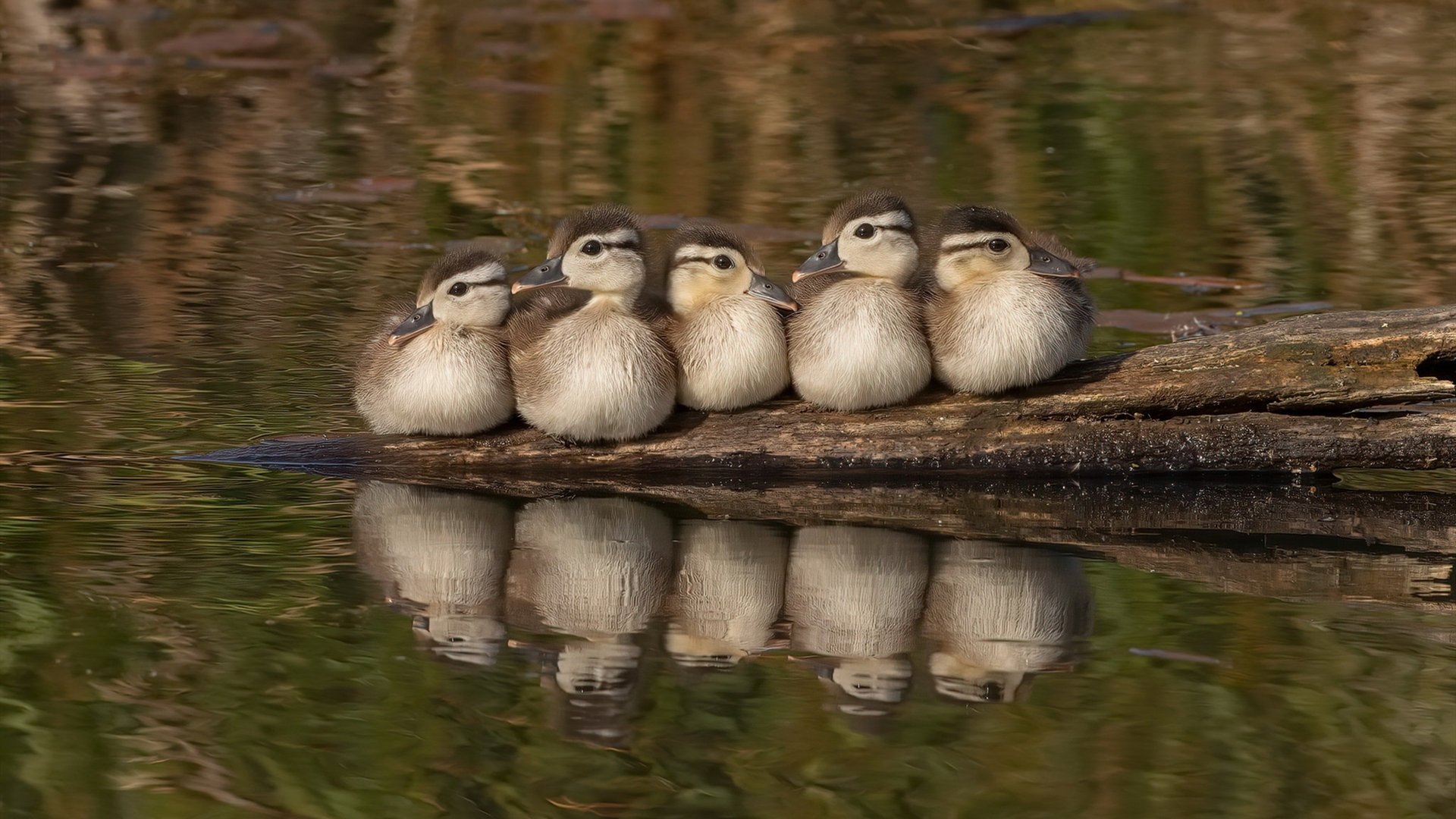 无声巨塔,西决生死夜,斯通斯如何统治了所有不存在的角落