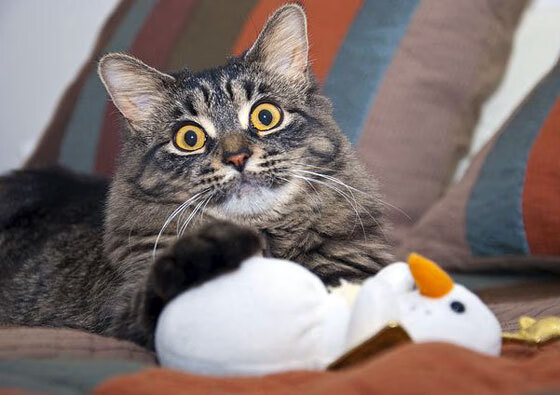 开云-唯一性叙事，当富安健洋为克罗地亚末节亮剑，一场足球的地理谜题与终极接管