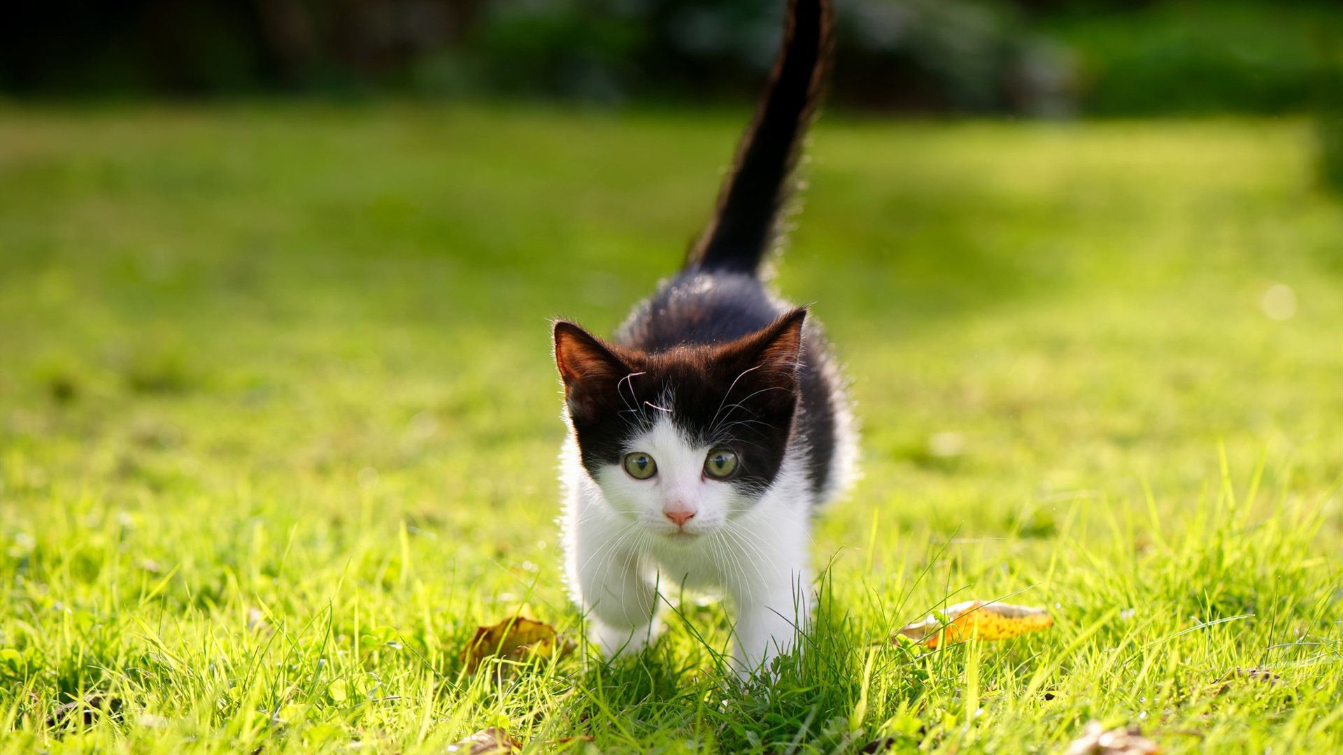 铁蹄与星火，阿尔及利亚踏平突尼斯，卡马文加加冕关键先生