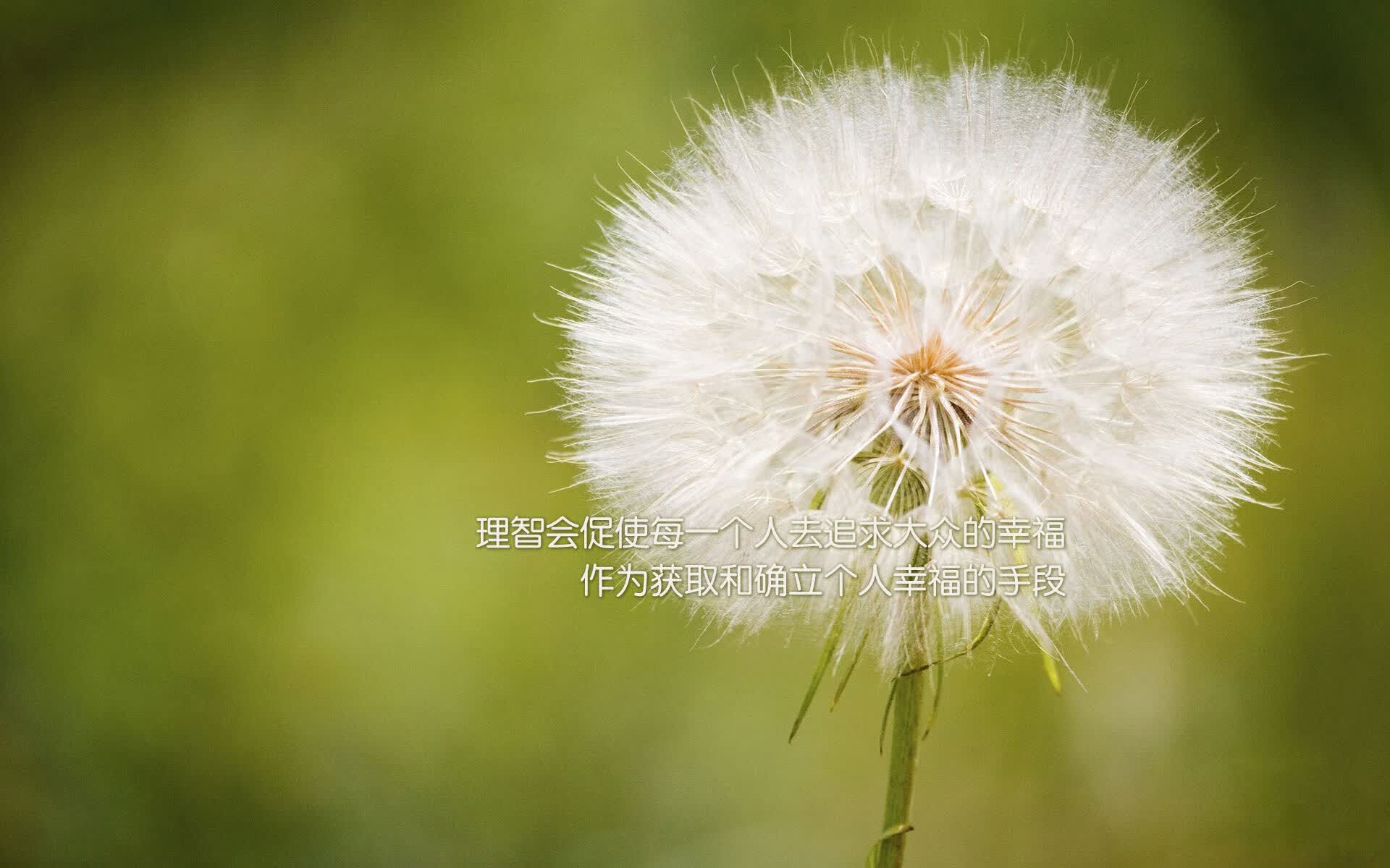 冰原上的无声崩塌，森林狼如何在总决赛焦点战中用连续得分撕碎步行者的防守逻辑